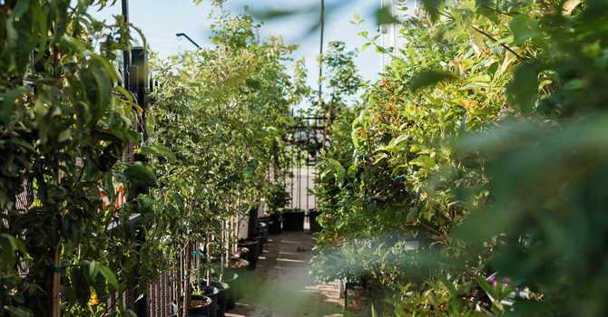 Trees & Shrubs